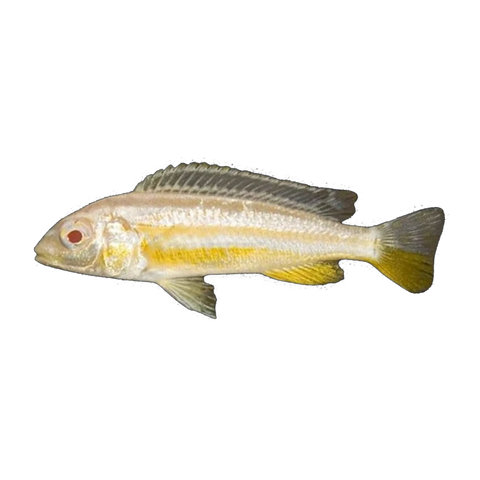 Albino Golden Mbuna (Melanochromis auratus), side profile facing right