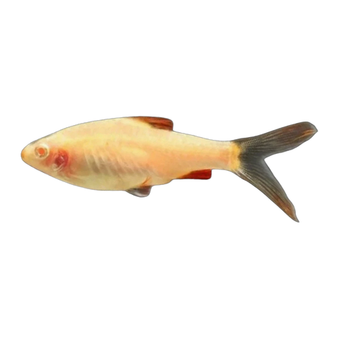 Albino Longfin Cherry Barb