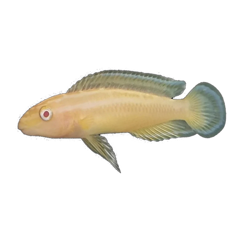 Albino Masked Julie – Julidochromis transcriptus