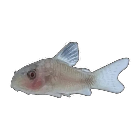 Albino Panda Corydoras | Hoplisoma panda