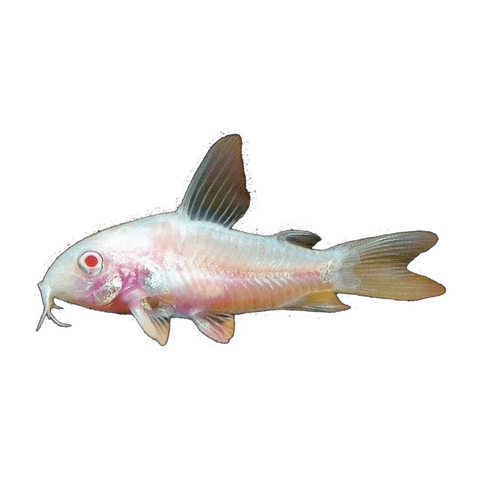 Albino Pepper Corydoras Catfish | Hoplisoma paleatum