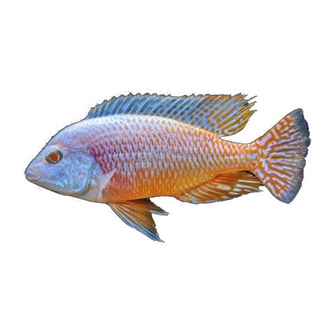 Albino Red Empress (Protomelas taeniolatus), side profile facing right
