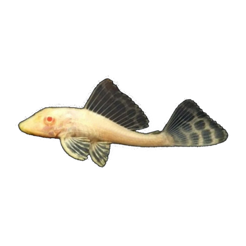 Albino Sailfin Pleco | Pterygoplichthys gibbiceps