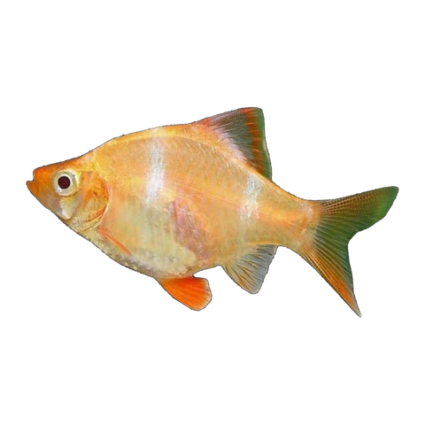 Albino Tiger Barb
