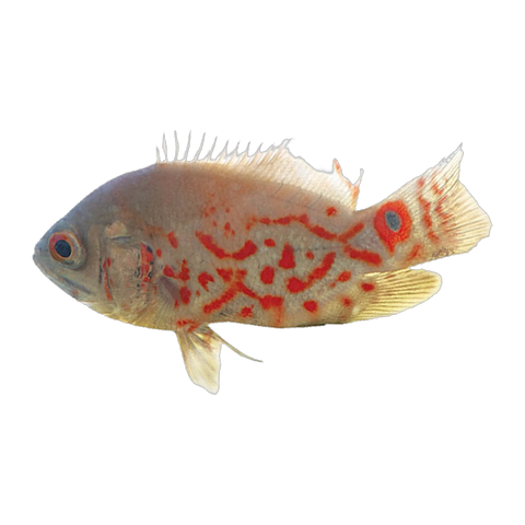Albino Tiger Oscar | Astronotus ocellatus