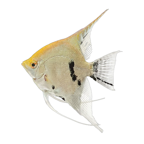 Angelfish | Pterophyllum scalare