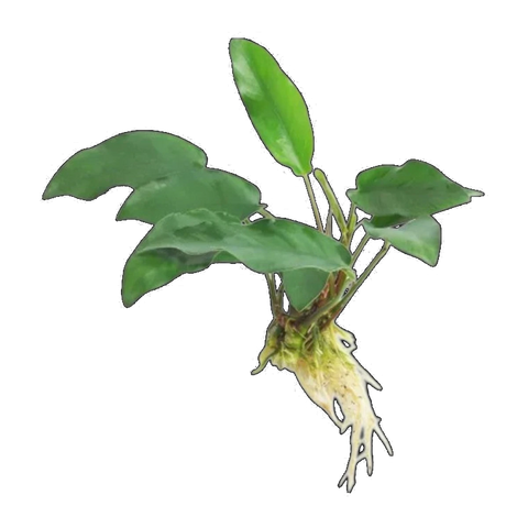 Anubias Emerald Heart | Anubias barteri