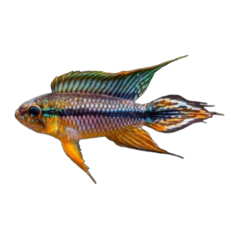 Apistogramma Agassizii Alenquer