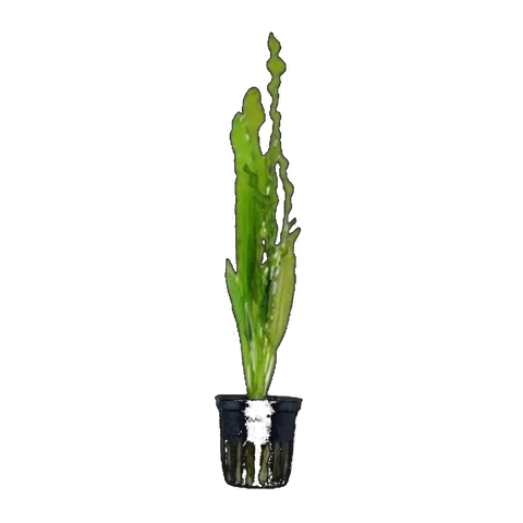 Aponogeton Crispus Red