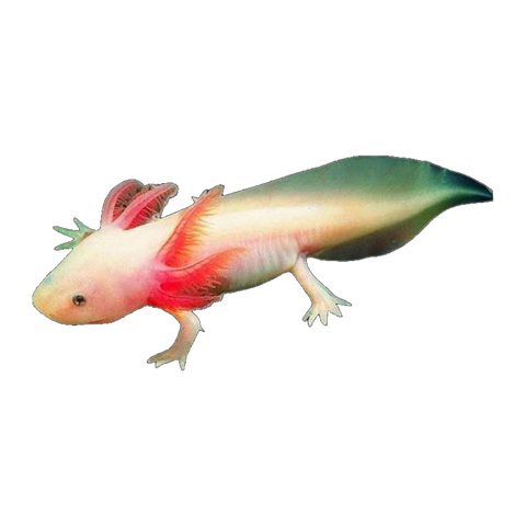 Assorted Axolotl | Ambystoma mexicanum