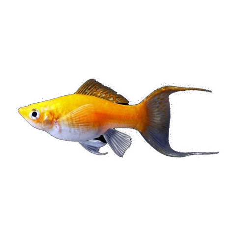 Assorted Lyretail Molly | Poecilia sphenops