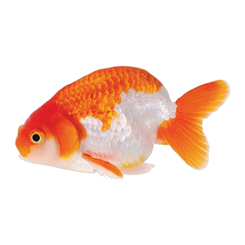 Assorted Ranchu | Carassius auratus