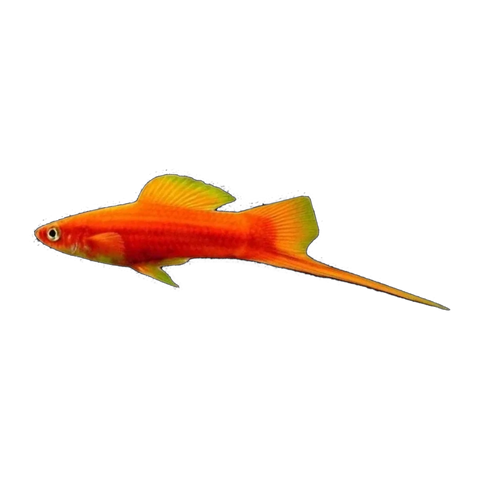 Assorted Swordtail (Xiphophorus hellerii), side profile facing right