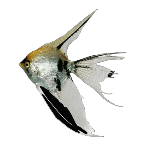 Assorted Veil Tail Angelfish
