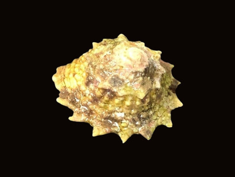Astraea Snail | Astraea tecta