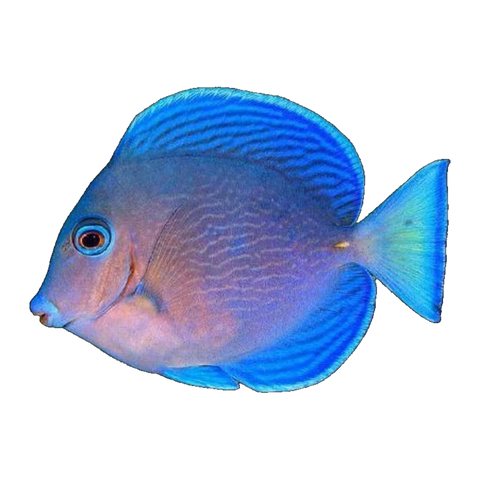 Atlantic Blue Tang | Acanthurus coeruleus