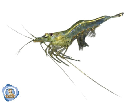 Australian Glass Shrimp