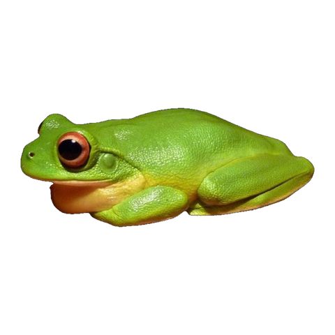 Australian Red-eyed Tree Frog | Chlorohyla chloris
