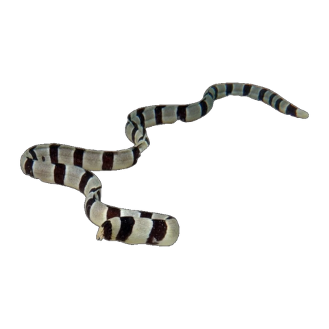 Banded Moray Eel | Myrichthys colubrinus