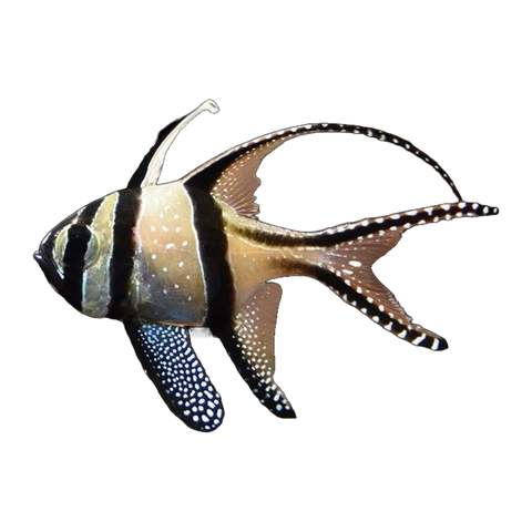 Banggai Cardinalfish | Pterapogon kauderni