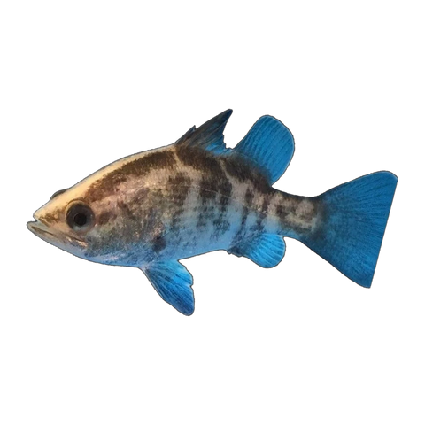 Barramundi (Lates calcarifer), side profile facing right