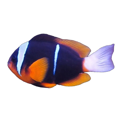 Barrier Reef Clownfish Wild Pair | Amphiprion allardi