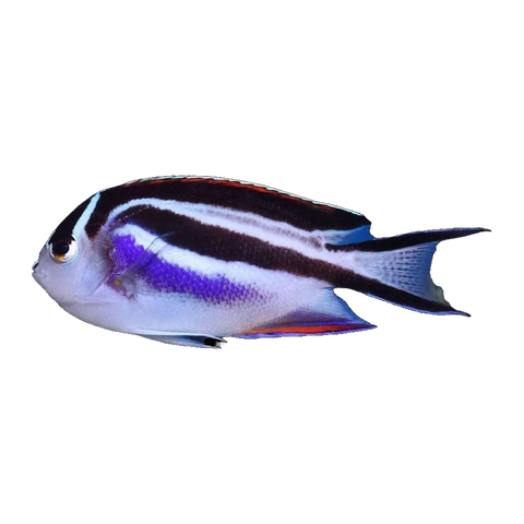 Bellus Angelfish Female | Genicanthus bellus