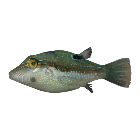 Bennett's Toby | Canthigaster bennetti