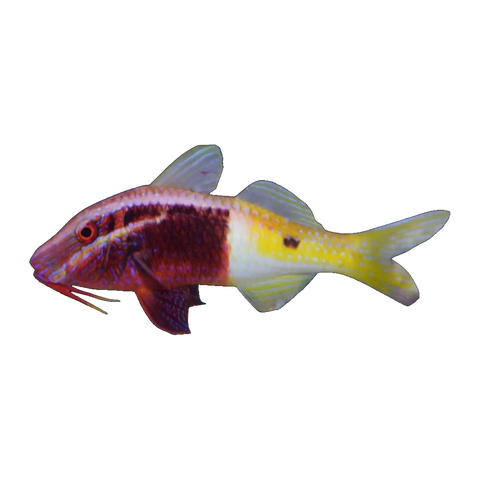 Bicolor Goatfish | Parupeneus barberinoides