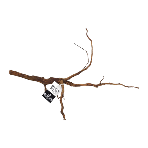 Bioscape Amber/Gold Spider Roots Small 15 - 20cm