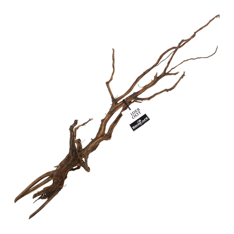 Bioscape Amber/Gold Spider Roots Medium 20 - 30cm