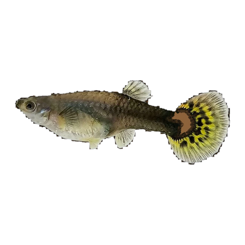 Black Body Dragon Guppy Female | Poecilia reticulata