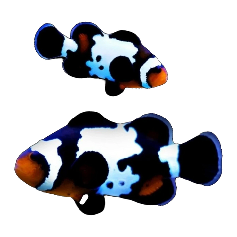 Black Ice Clownfish Pair | Amphiprion ocellaris
