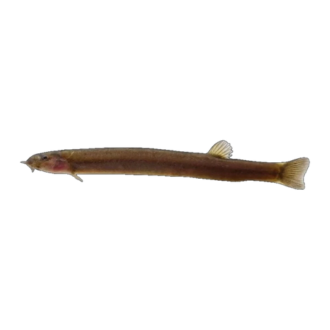 Black Kuhli Loach