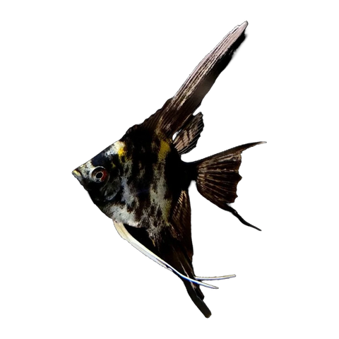 Black Marble Angelfish