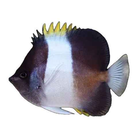 Black Pyramid Butterflyfish | Hemitaurichthys zoster