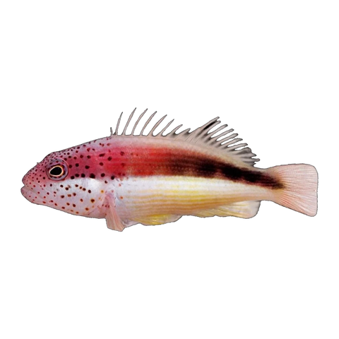 Black-Sided Hawkfish | Paracirrhites forsteri
