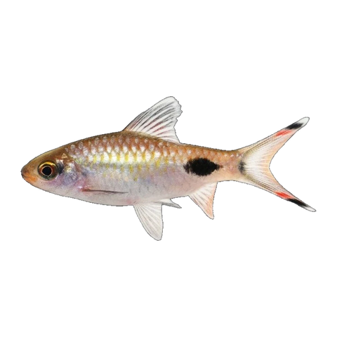 Black Spot Filament Barb