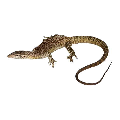 Black-tailed Monitor Pair | Varanus tristis orientalis