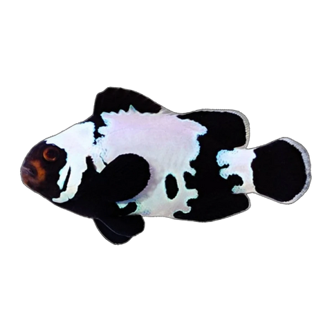 Black & White Snowflake Clownfish | Amphiprion ocellaris
