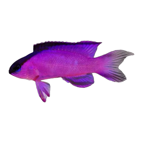 Blackcap Basslet | Gramma melacara