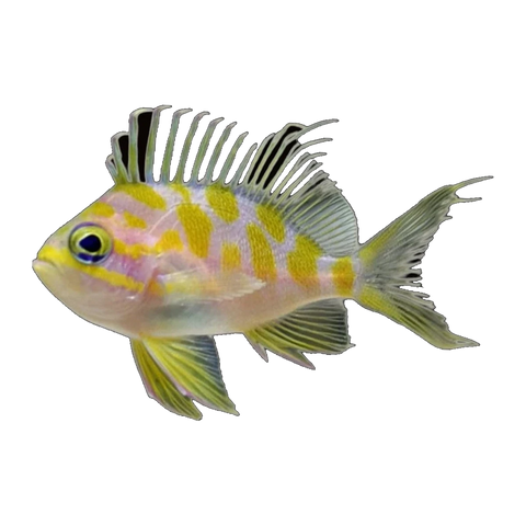Blotched Anthias | Odontanthias borbonius