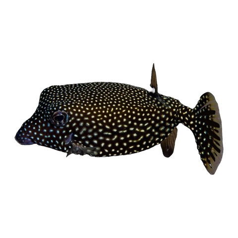 Blue Boxfish | Ostracion meleagris