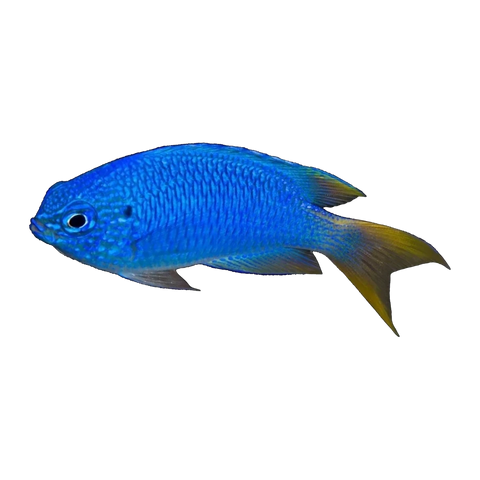 Blue Damselfish | Pomacentrus pavo