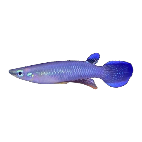 Blue Panchax