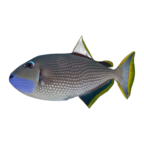 Blue Throat Triggerfish Male | Xanthichthys auromarginatus