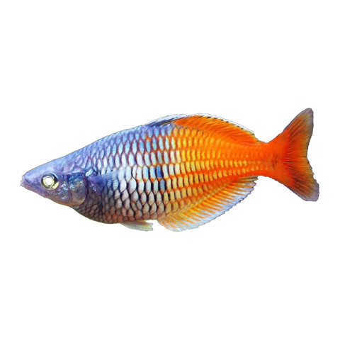 Bosemani Rainbowfish | Melanotaenia boesemani