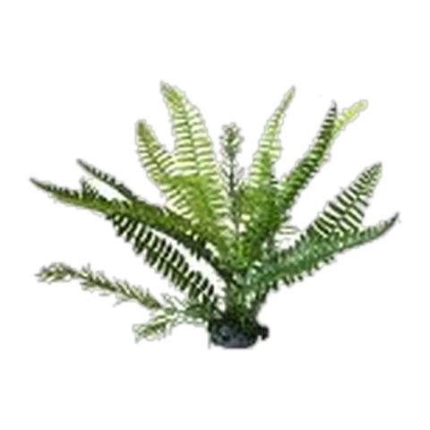 Boston Fern Upright L 30cm