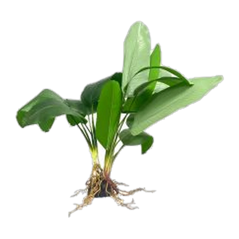 Broad Fern XL 50cm