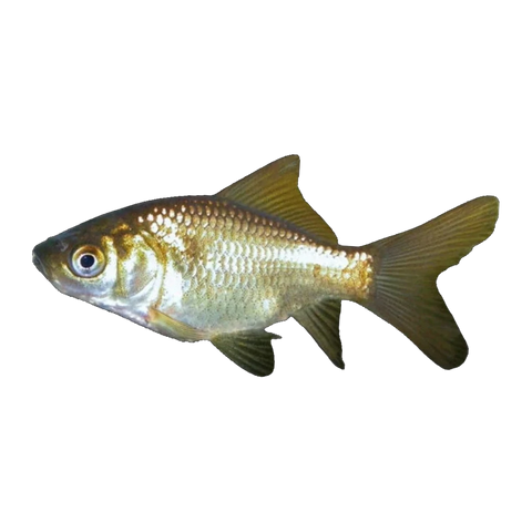 Bronze Goldfish